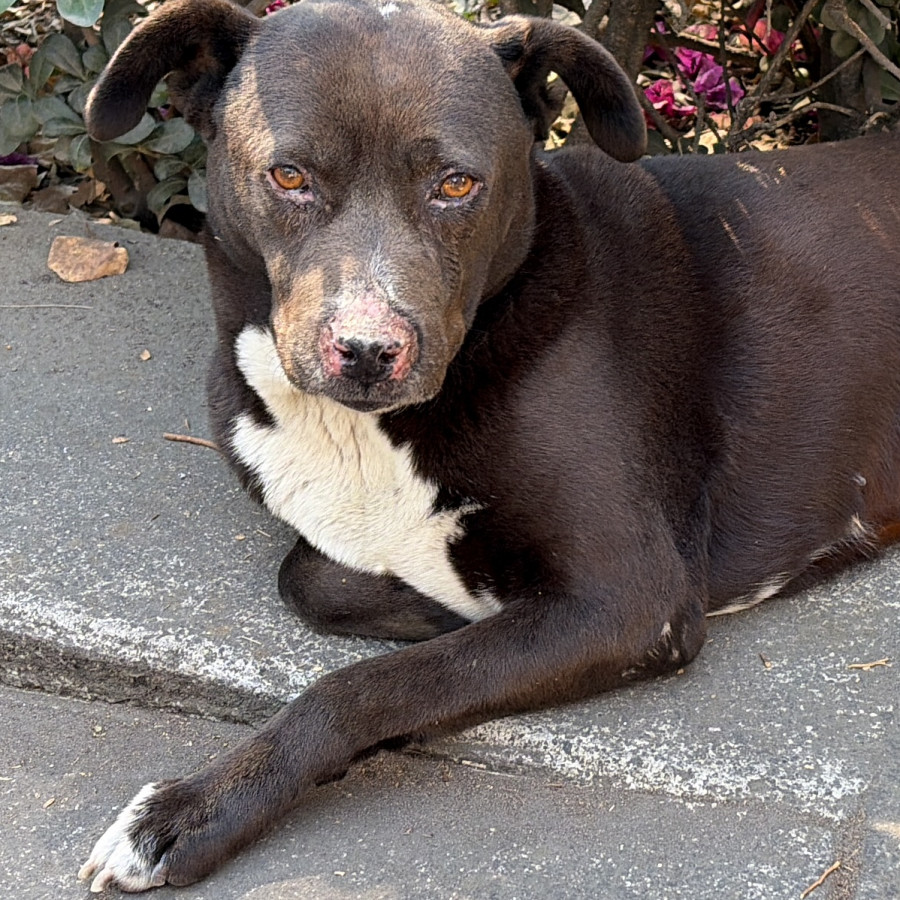  | Raza Mestiza, cruza de American Pitbull Terrier | Encontrada