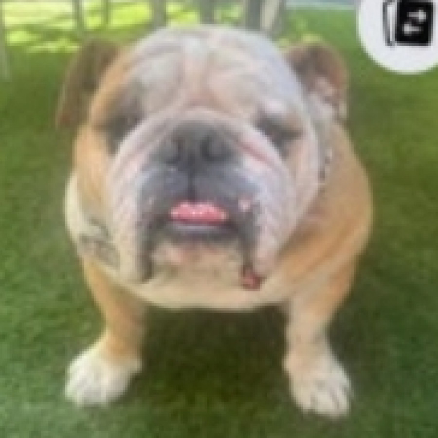 PANZÓN | Raza Bulldog Inglés  | Perdido