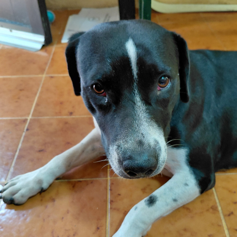 PINGÜINA | Raza Mestiza, cruza de American Pitbull Terrier | En Adopción