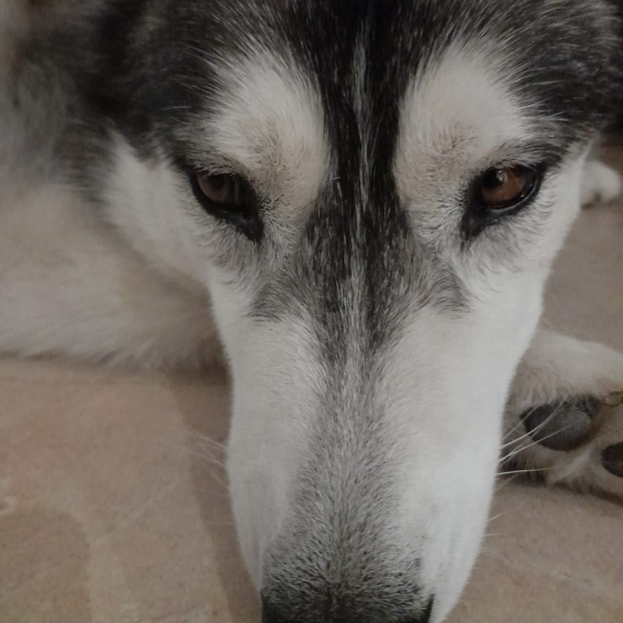 KIRA | Raza Husky Siberiano | Final Feliz