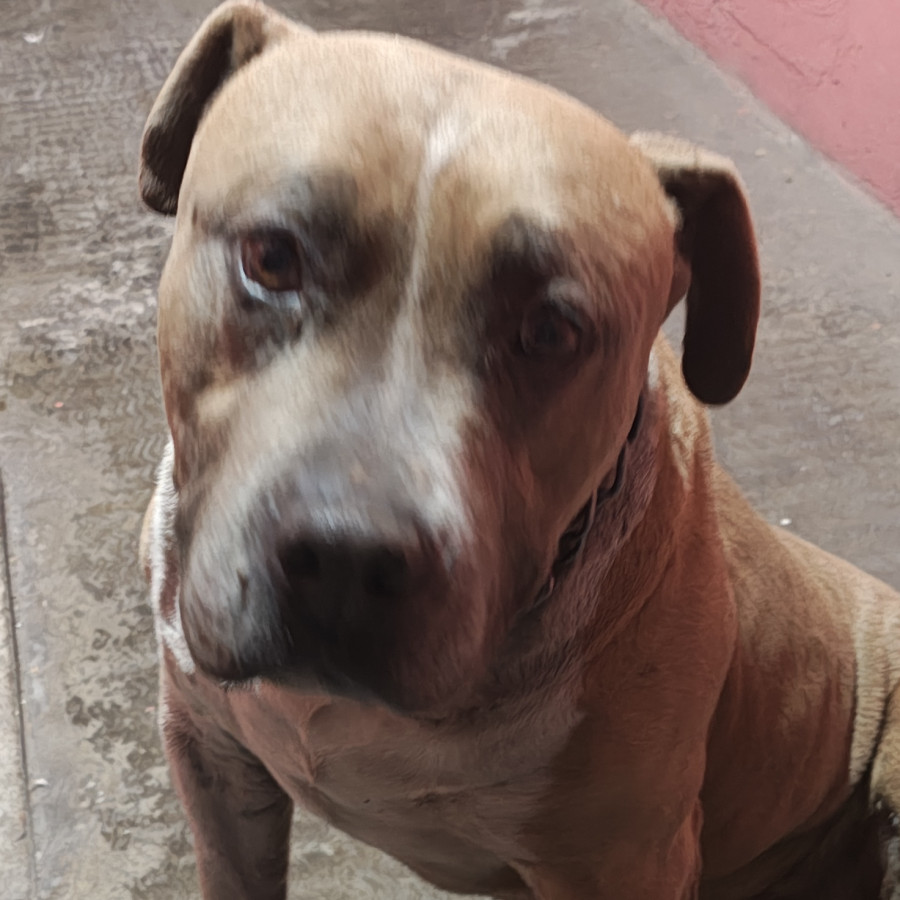  | Raza American Pitbull Terrier | Final Feliz