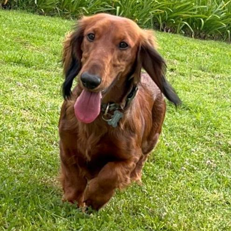 JÚPITER (JUPI) | Raza Dachshund o Salchicha de pelo largo | Final Feliz