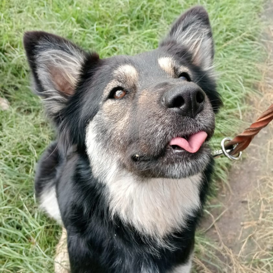 RUFINA O KELLY | Raza Mestiza,  posible cruza de Husky con Pastor Alemán | Final Feliz