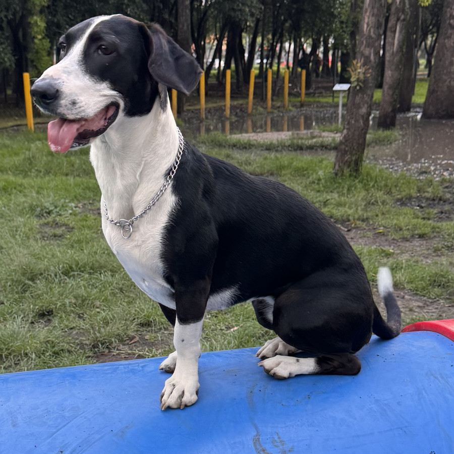 DOMINÓ | Raza Mestiza | Perdida