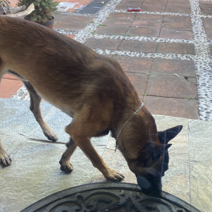  | Raza Pastor Belga Maliniois | Encontrado