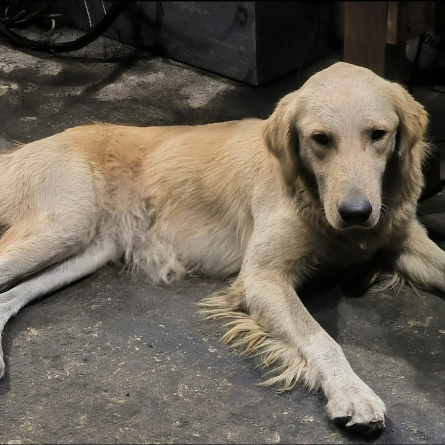 COCO | Raza Golden Retriever  | Perdido