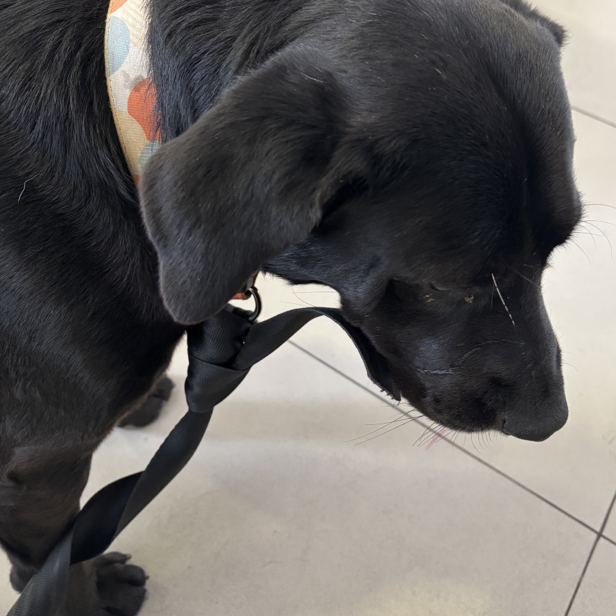  | Raza Mestizo, cruza de Labrador | Encontrado