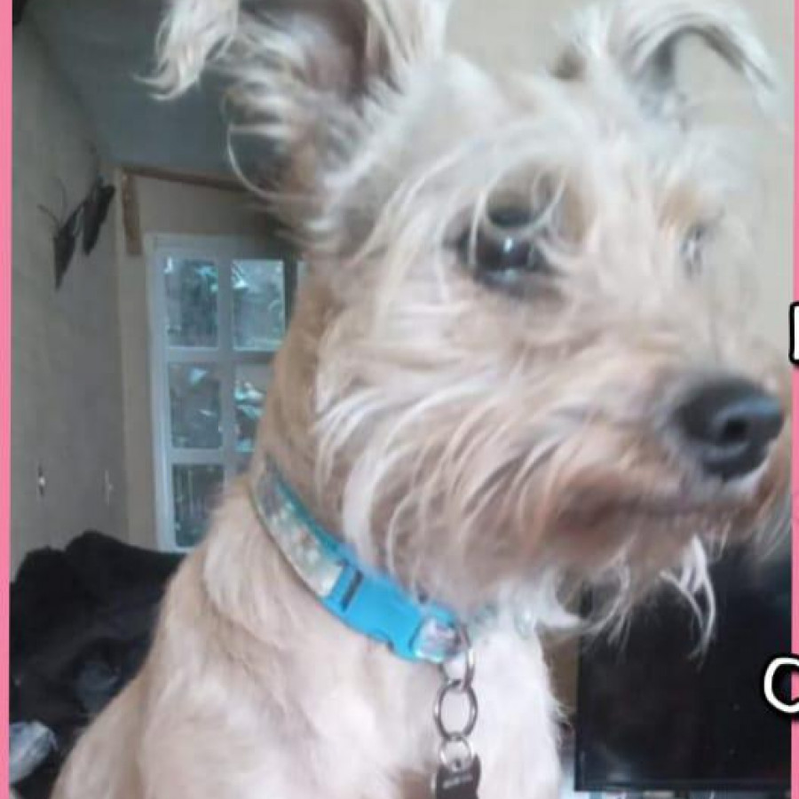 LUNA | Raza Mestiza, cruza de Schnauzer | Perdida