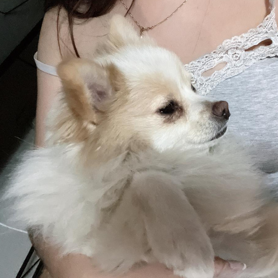 YUKI | Raza Pomerania | Perdida
