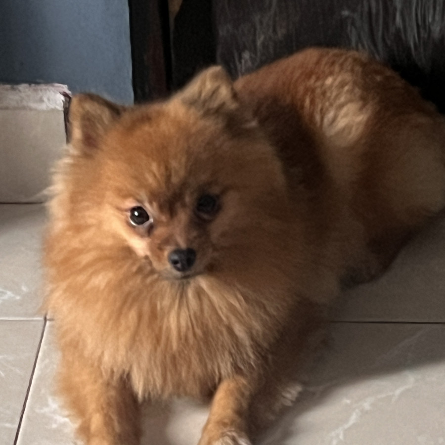 EMMA | Raza Pomerania | Final Feliz