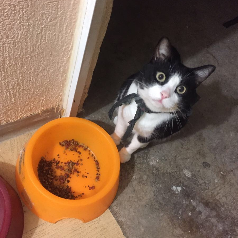 QUIQUE | Raza Doméstico Américano de Pelo Corto | Perdido