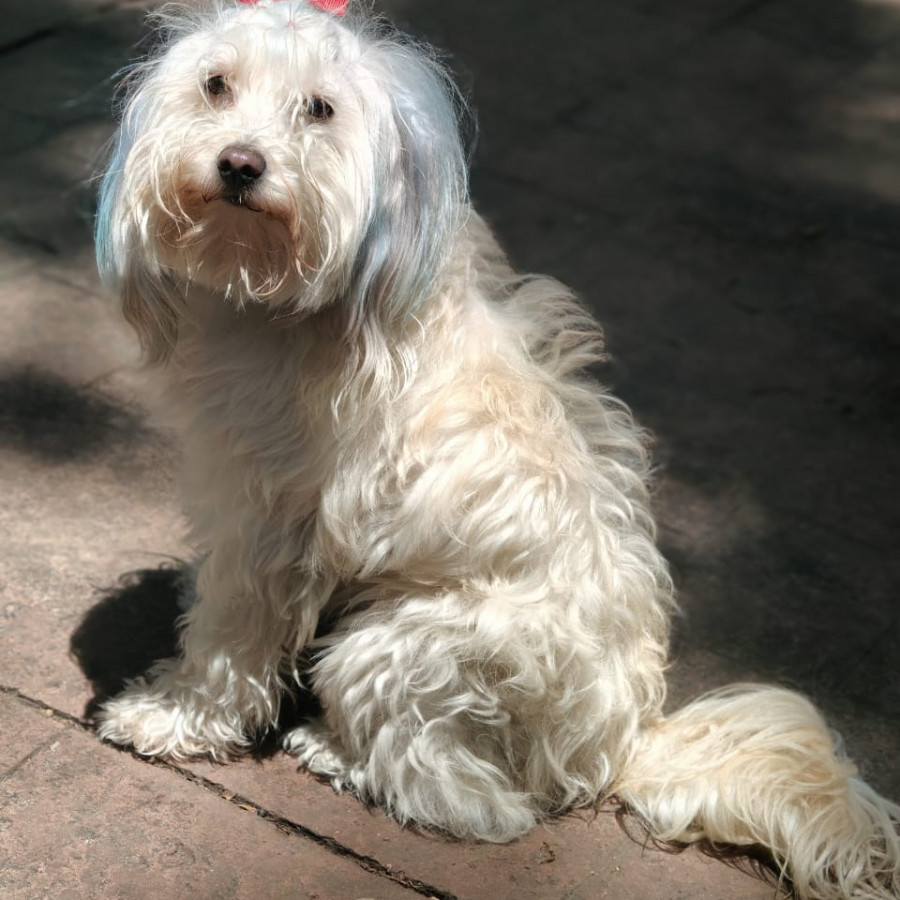 CHELA | Raza Mestiza, Cruza De Maltés | Perdida