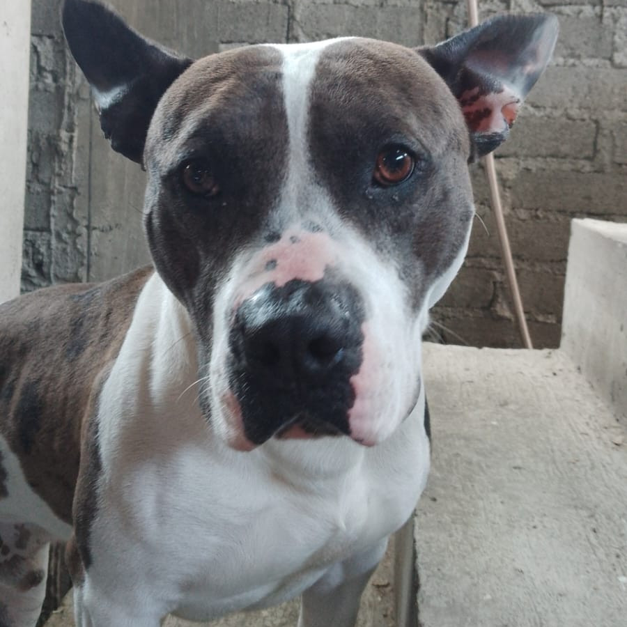 MANCHAS | Raza American Pitbull Terrier | Final Feliz