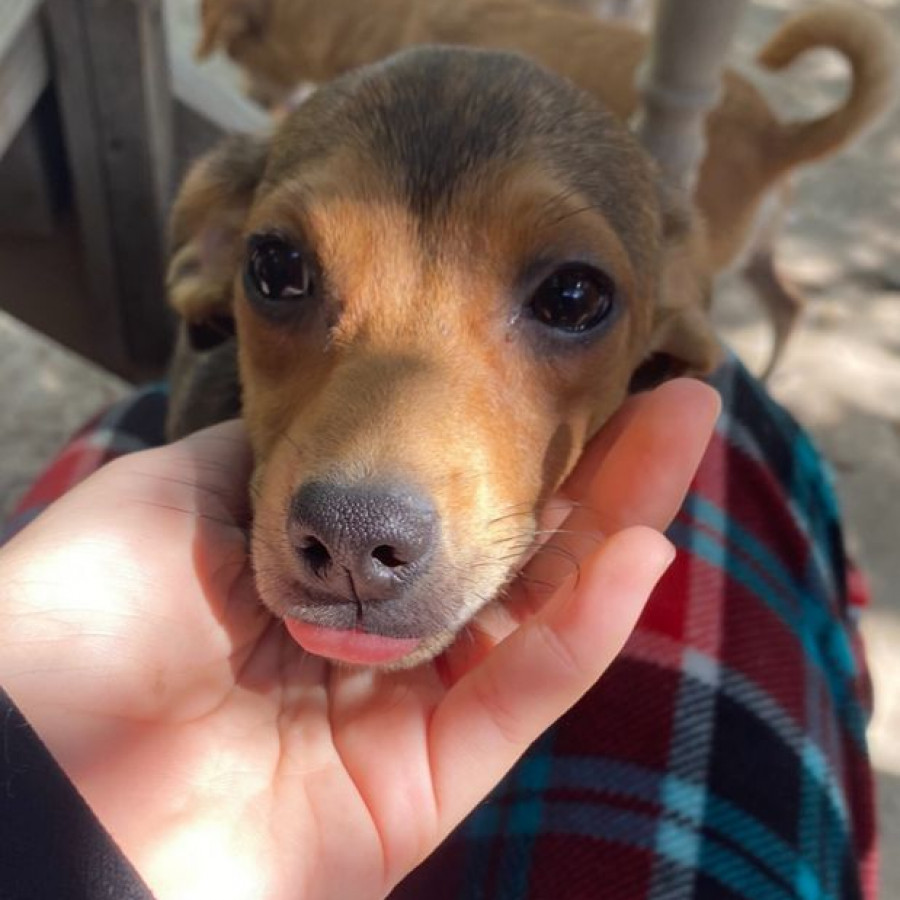 SIDKA | Raza Mestizo | Perdido