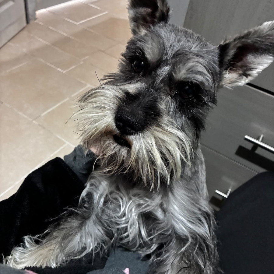 VOLT | Raza Schnauzer Miniatura  | Final Feliz