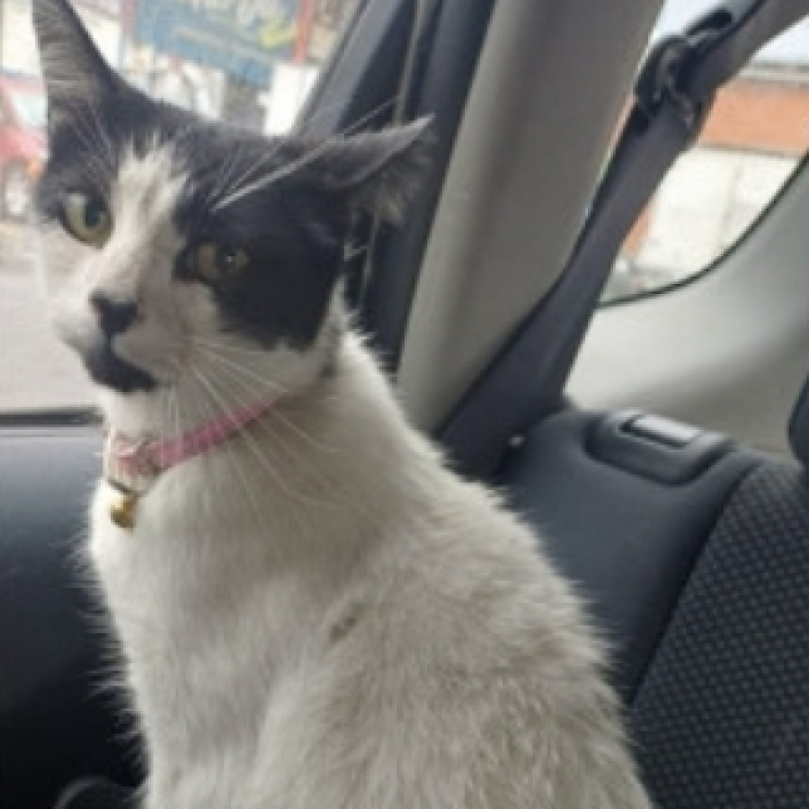  | Raza Doméstico Americano de pelo semilargo | Encontrada