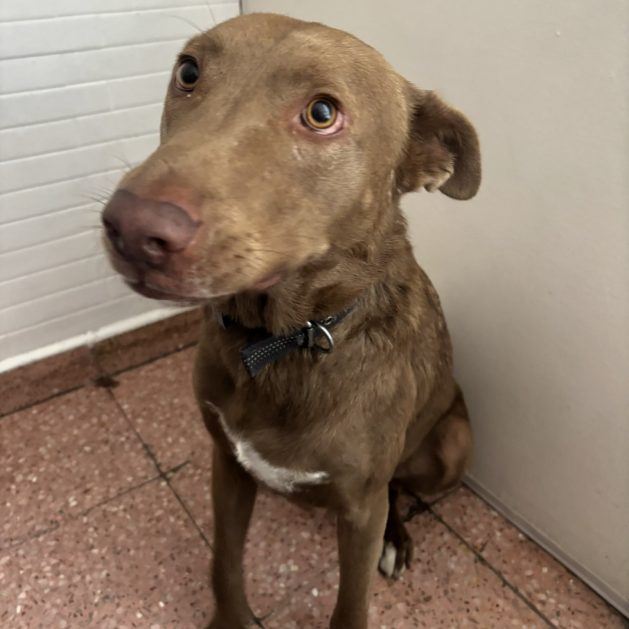  | Raza Mestizo, cruza de Labrador con American Pitbull Terrier | Encontrado