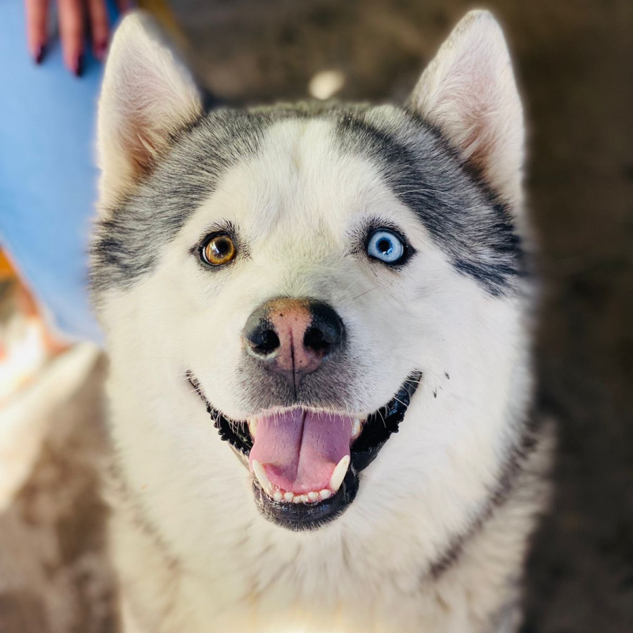 PERRÓN | Raza Malamute de Alaska o Alaskan Malamute | Perdido