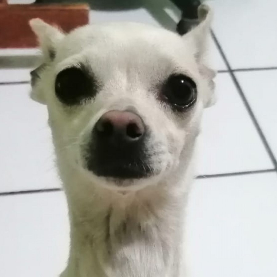 CAMPANITA | Raza Chihuahua | Perdida