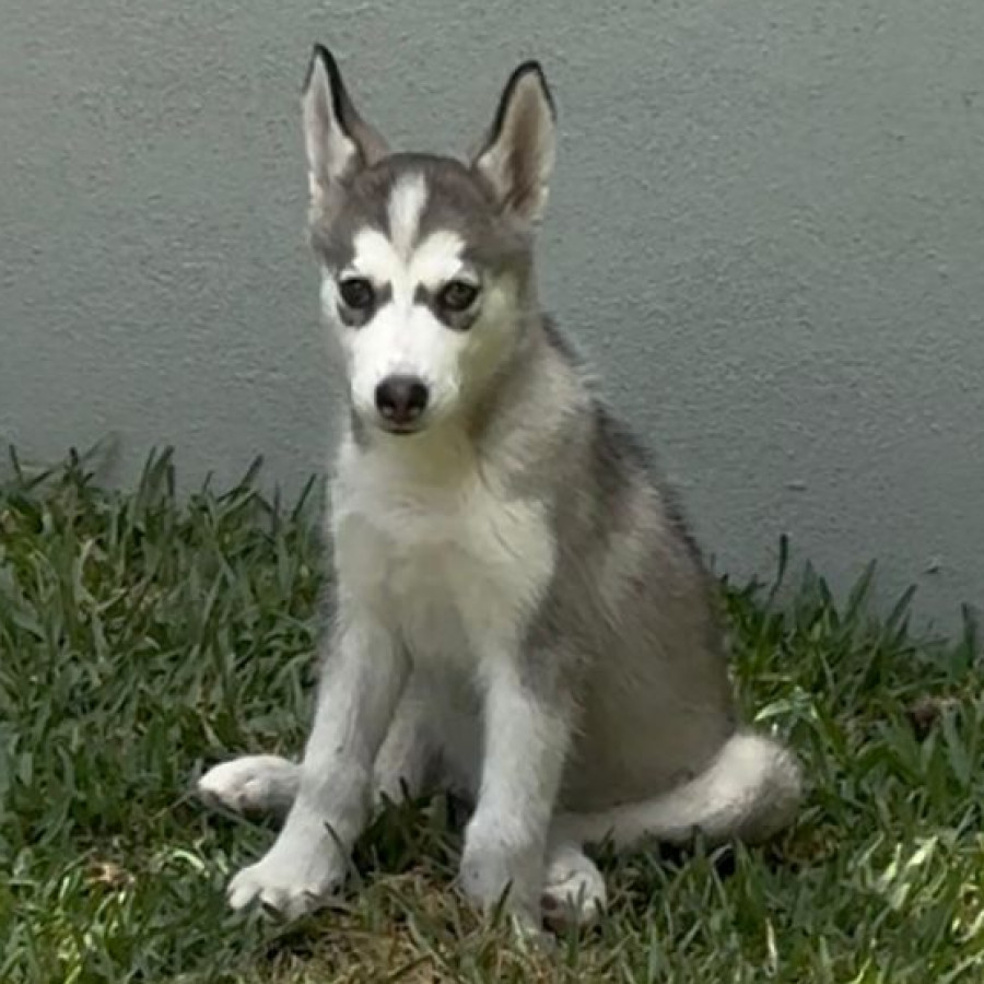 SASHA | Raza Husky Siberiano | Final Feliz