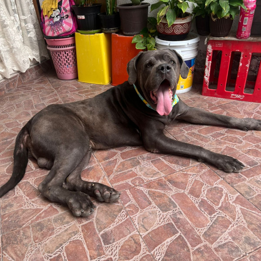 HERMOSO PELUDITO | Raza Mestizo, cruza de American Pitbull Terrier con Gran Danés | En Adopción