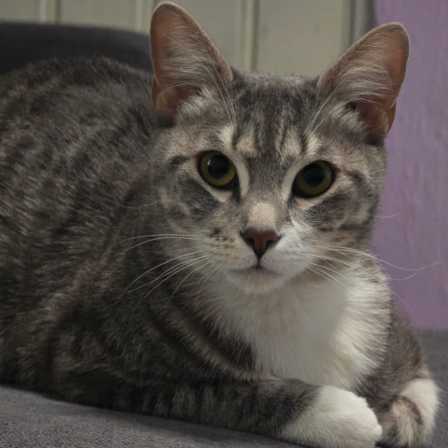 MOSHI | Raza Doméstico Américano de Pelo Corto | En Adopción