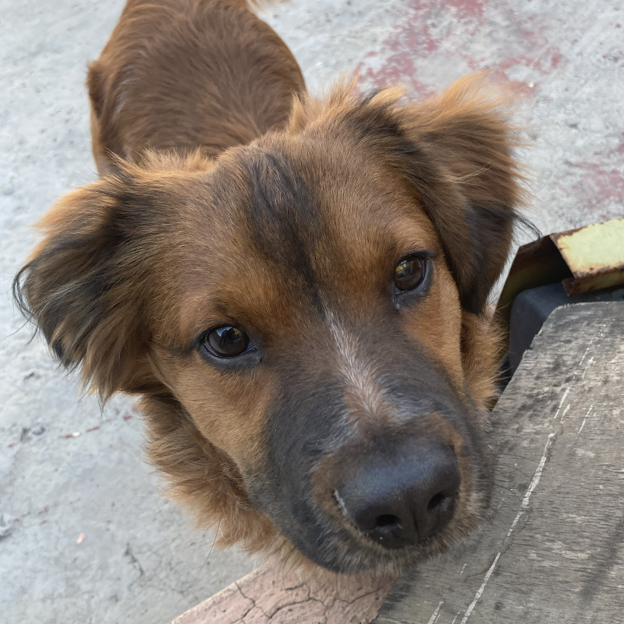  | Raza Mestizo | Final Feliz