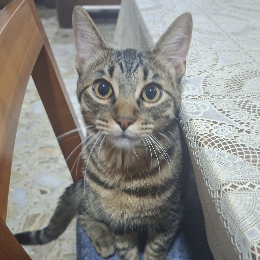 KODA | Raza Doméstico Américano de Pelo Corto | Perdido
