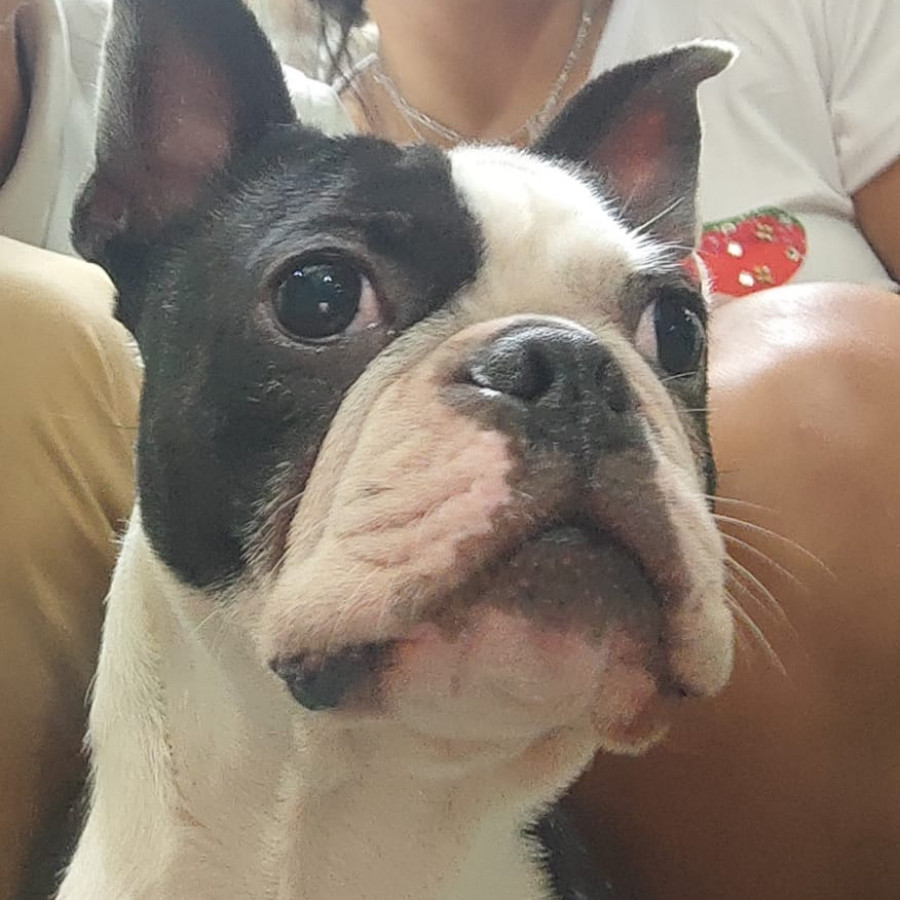 TANOS | Raza Boston Terrier  | Perdido