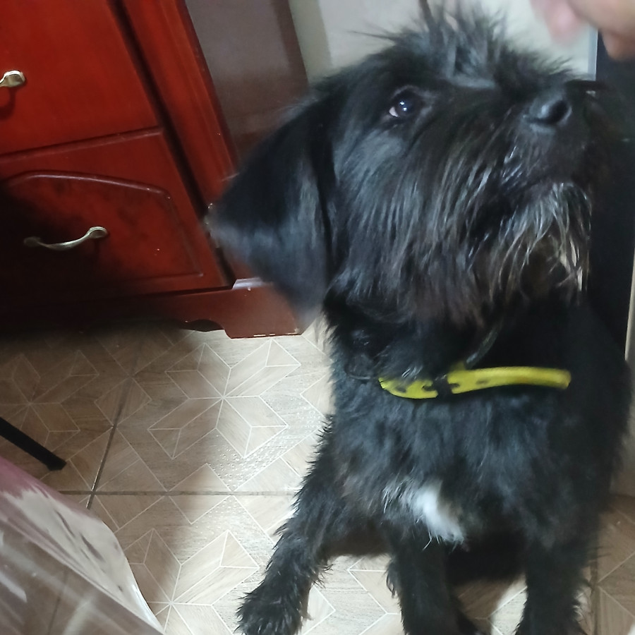  | Raza Mestizo | Encontrado