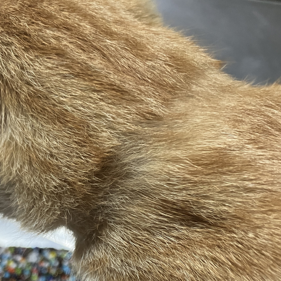  | Raza Doméstico Américano de Pelo Corto | Encontrada