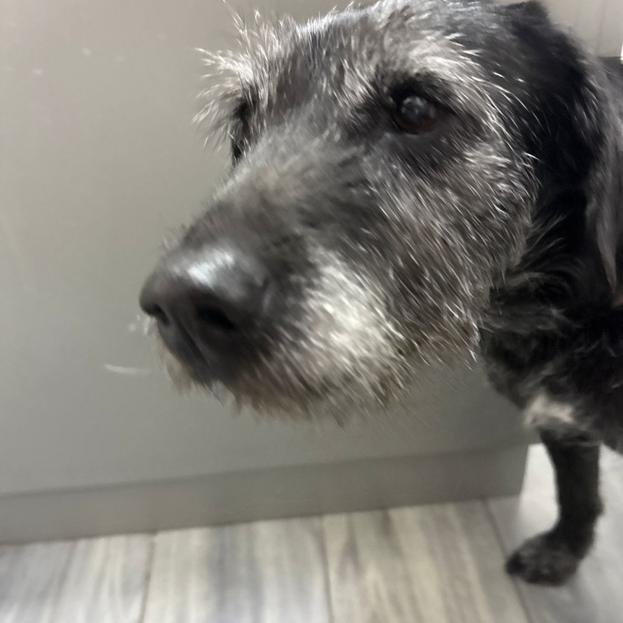  | Raza Mestiza, cruza de Schnauzer | Encontrada