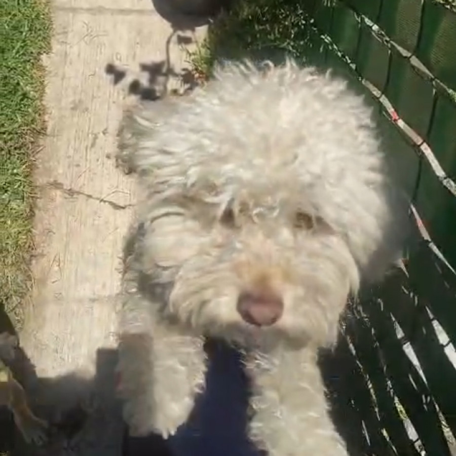 MILKI | Raza French Poodle o Caniche | Perdida