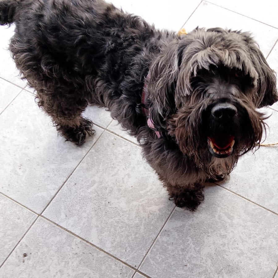  | Raza Schnauzer | Encontrada