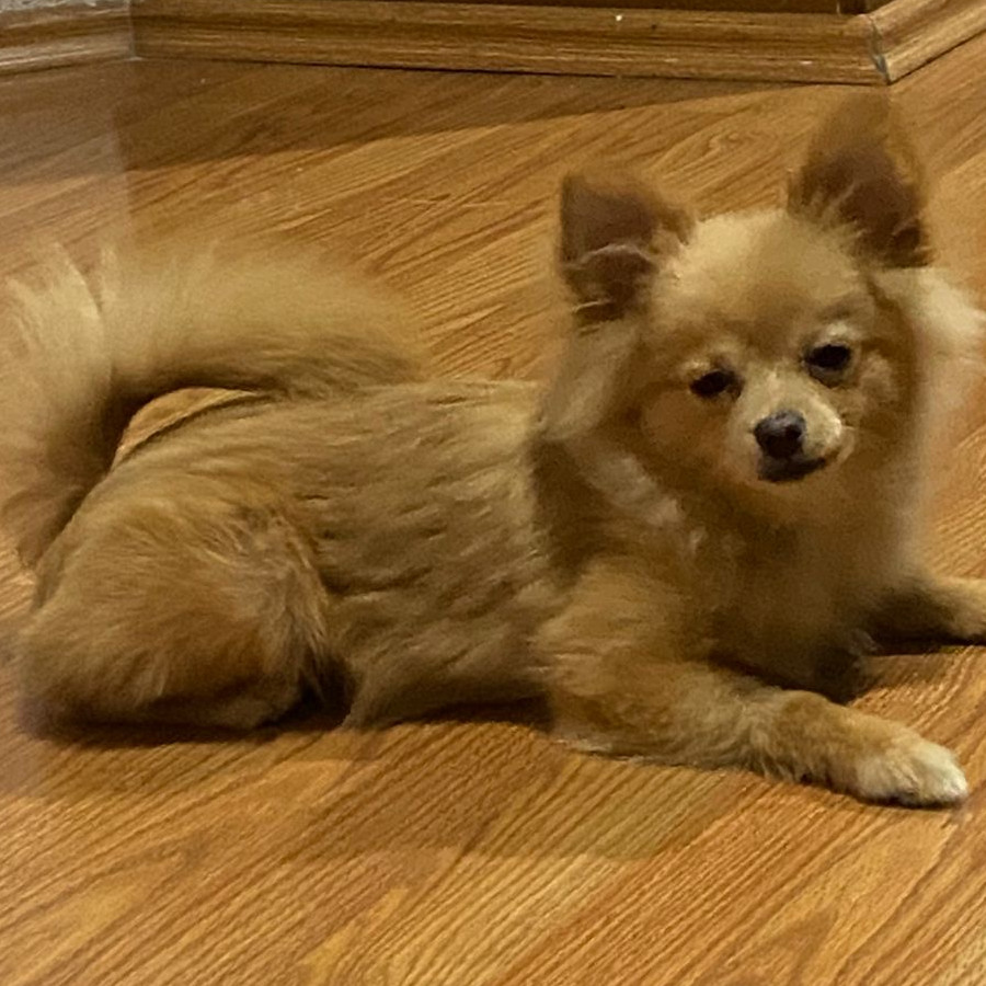 MILKA | Raza Pomerania | Perdida
