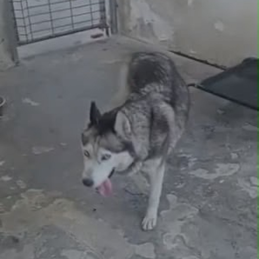  | Raza Husky Siberiano | Encontrada