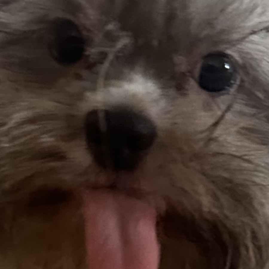 CLOY | Raza Shih Tzu  | Perdida