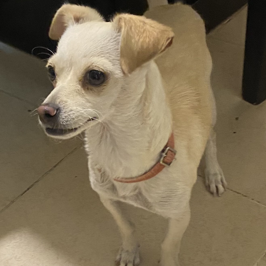  | Raza Mestiza, cruza de Chihuahua | Encontrada