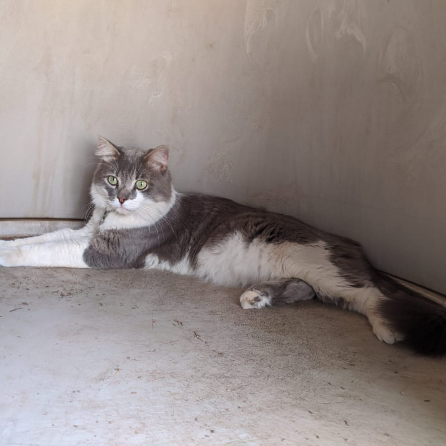 MICKEY | Raza Doméstico Americano de pelo semilargo | Perdido