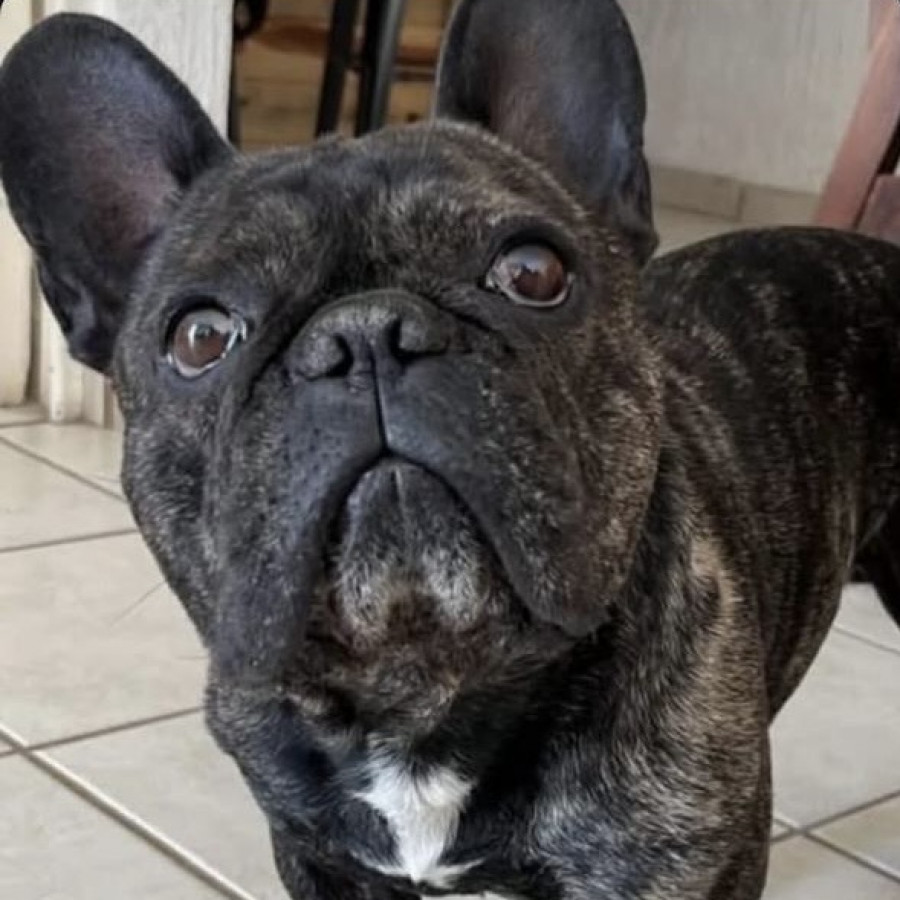 CECILIO | Raza Bulldog Francés  | Final Feliz