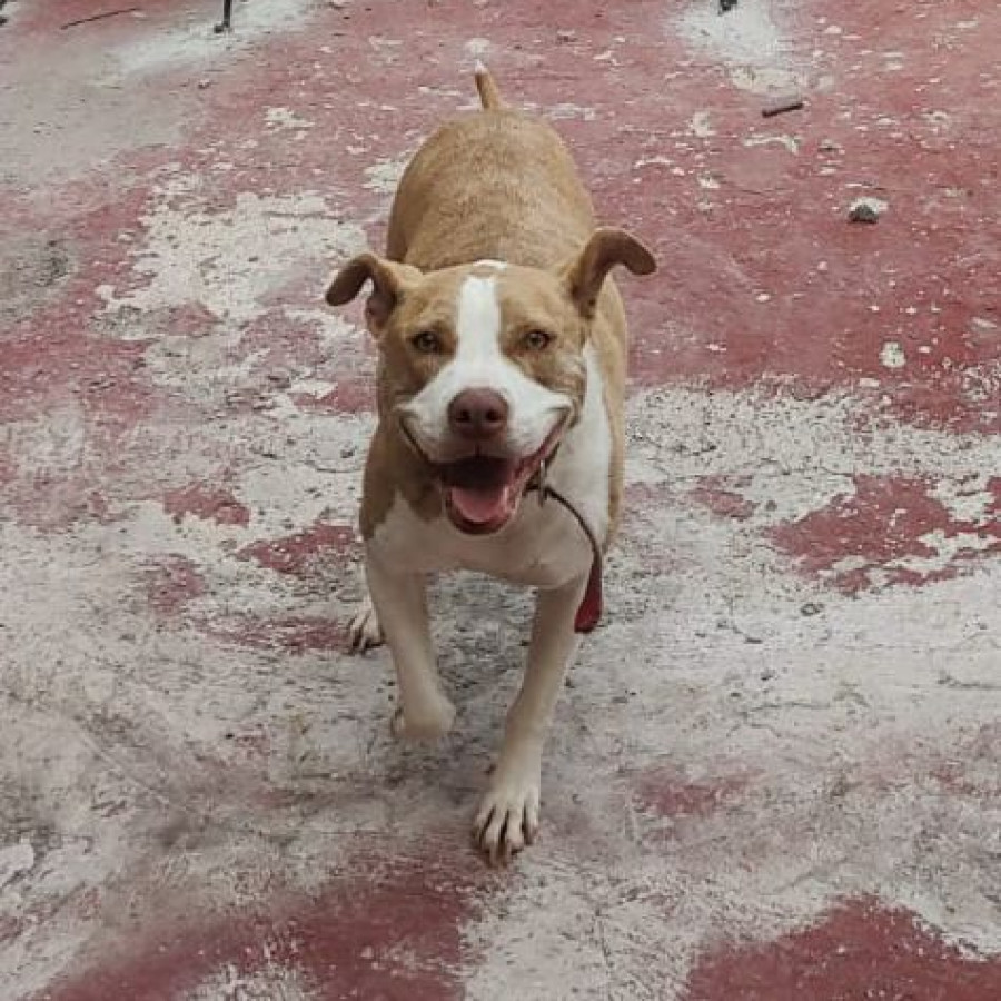 MAX | Raza American Pitbull Terrier | Final Feliz