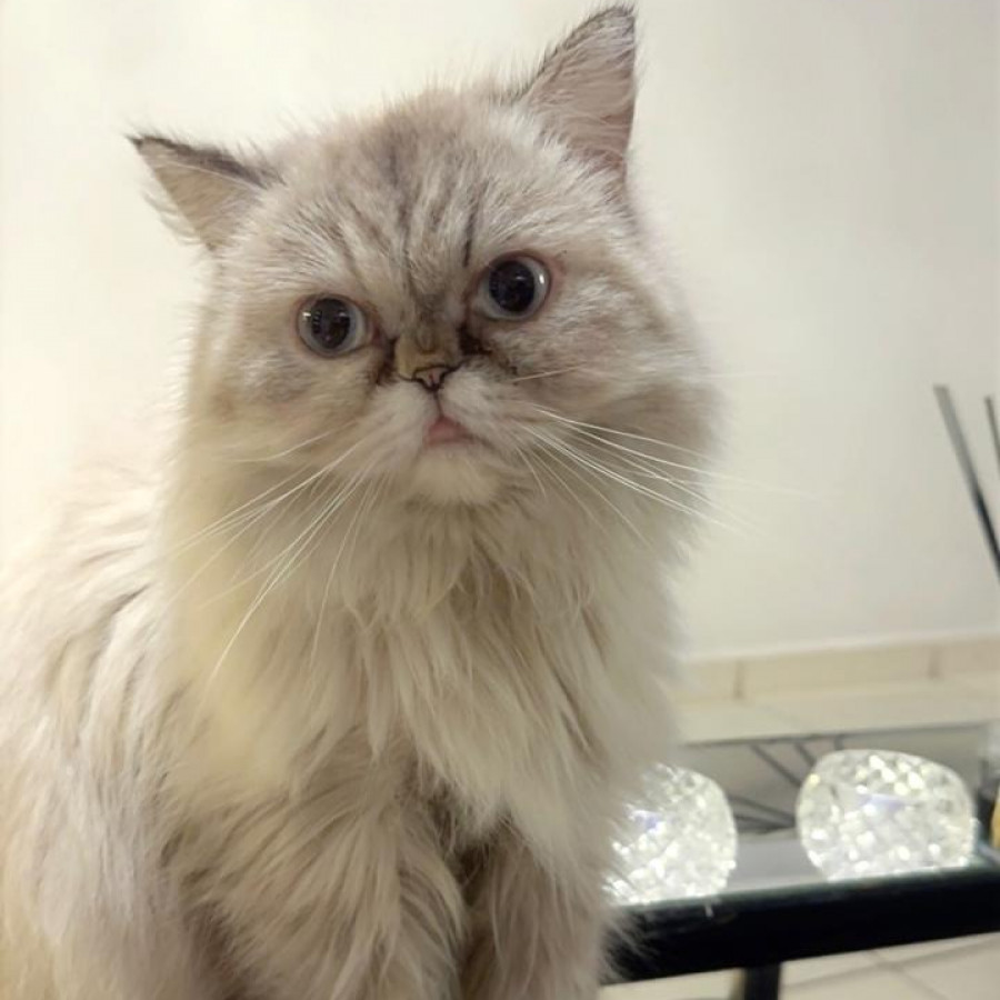 RAMONA | Raza Persa | Perdida