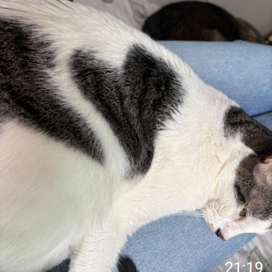 MATEO | Raza Doméstico Américano de Pelo Corto | Perdido