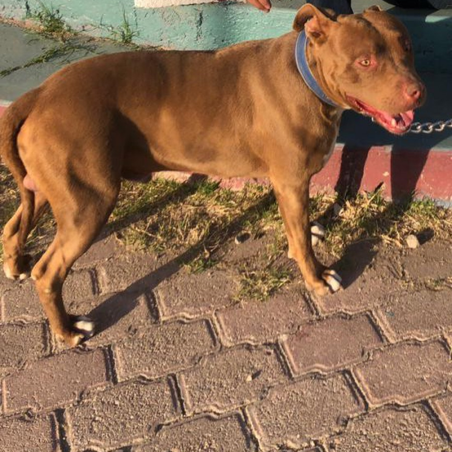 BRUNO | Raza American Pitbull Terrier, (Rednose). | Perdido