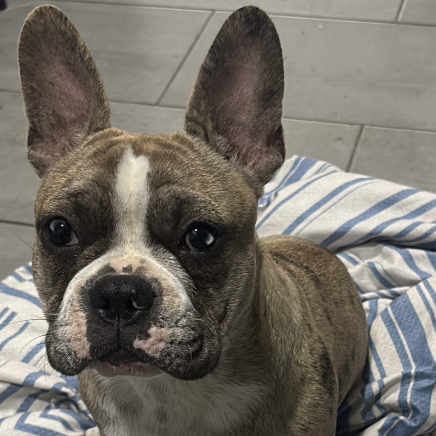BENITO | Raza Bulldog Francés  | Perdido