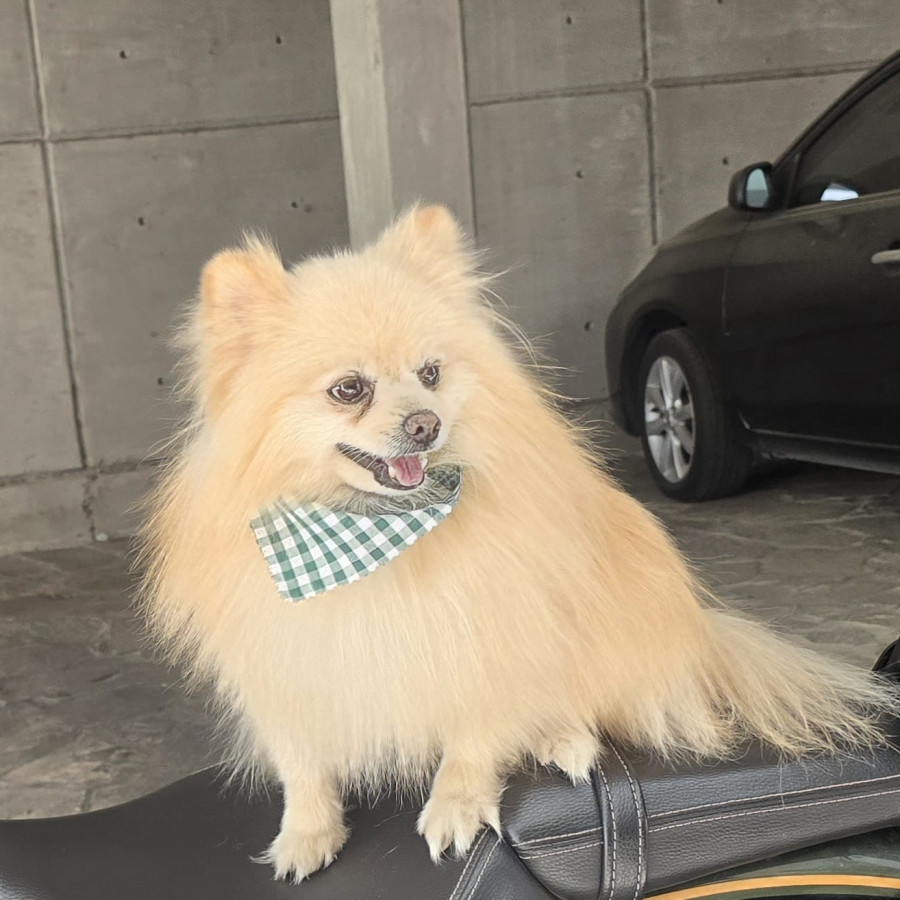 PINKI | Raza Pomerania | Final Feliz