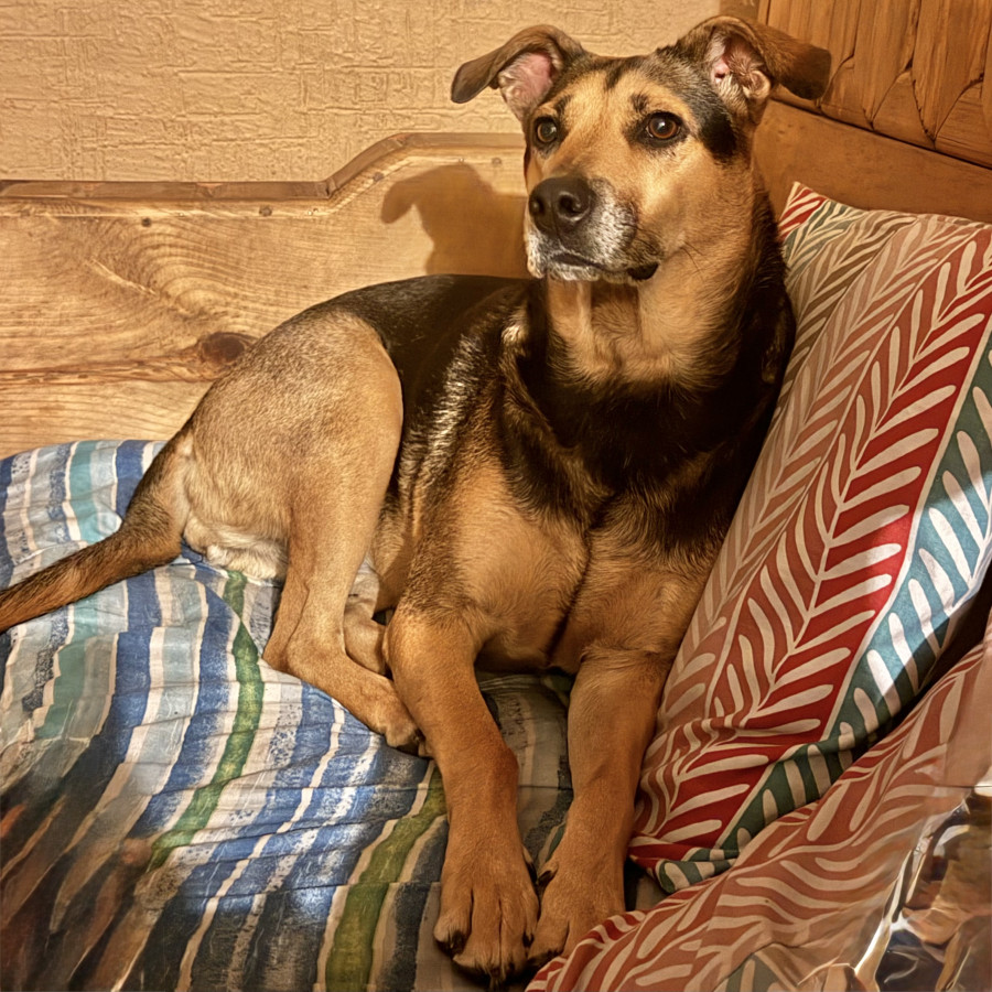 KIARA O PIPIS | Raza Mestiza, cruza de Pastor Alemán | Final Feliz