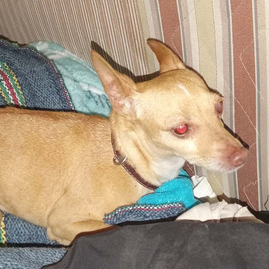  | Raza Chihuahua | Encontrada