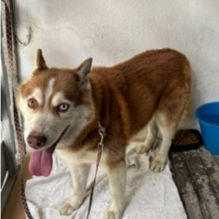  | Raza Husky Siberiano | Encontrado