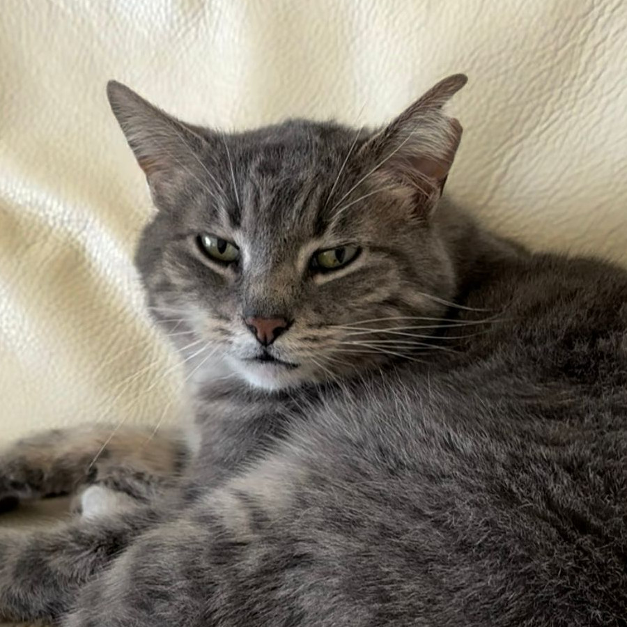 ADOLFA | Raza Doméstico Américano de Pelo Corto | Perdida